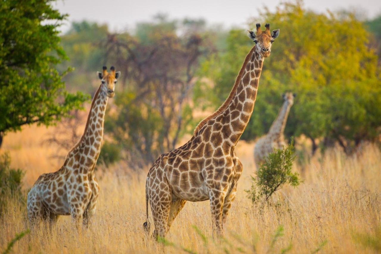 African Hills Safari Lodge & Spa Magaliesburg Exterior foto